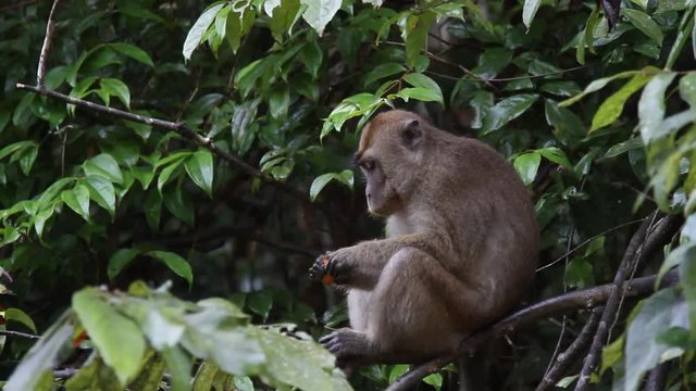 Macaque monkey eating, Malaysia