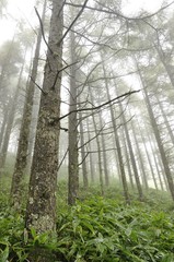 Fototapeta premium 大菩薩嶺 カラマツの森