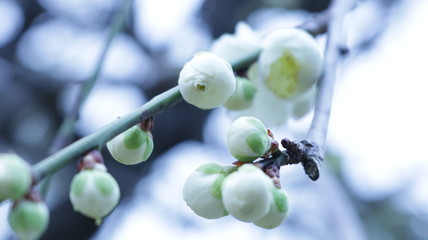 曇り空の白梅のつぼみ 農業センター