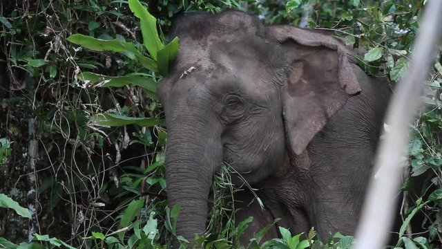 Borneo pygmy elephant in the Bornean rainforest