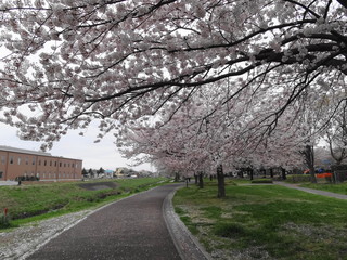 高田緑地の桜