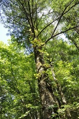 やまなしの森林100選 大菩薩のウラジロモミ林