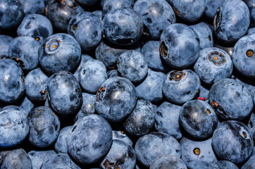 Fresh healthy homegrown and harvested blueberries.  Nutritious and delicious natural fruit