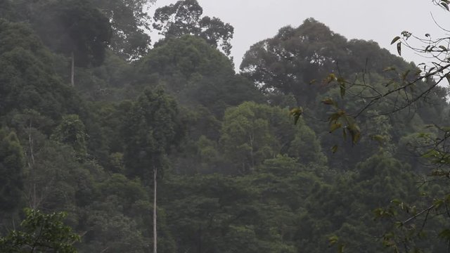 Tabin Wildlife Reserve, rainforest, Malaysia