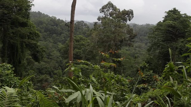Tabin Wildlife Reserve, rainforest, slider