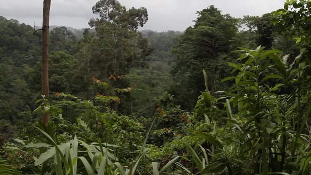 Tabin Wildlife Reserve, rainforest, slider
