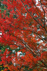 Red Tree 2