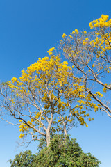 Fototapeta premium arbol de primaver