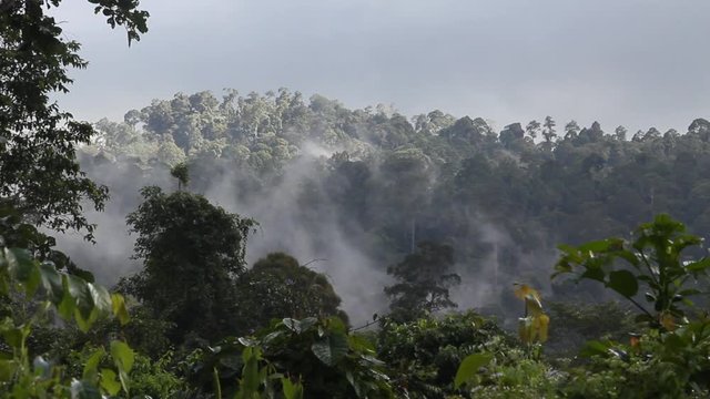 Huge Rainforest, Tabin Wildlife Reserve, Malysia