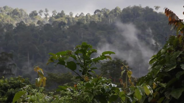 Huge Rainforest, Tabin Wildlife Reserve