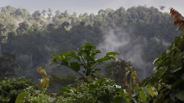 Huge Rainforest, Tabin Wildlife Reserve