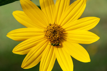 Swamp daisy with bug