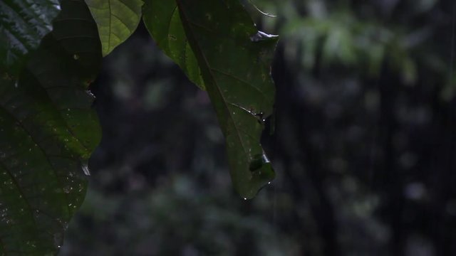 It is raining in the rainforest, close-up, Borneo