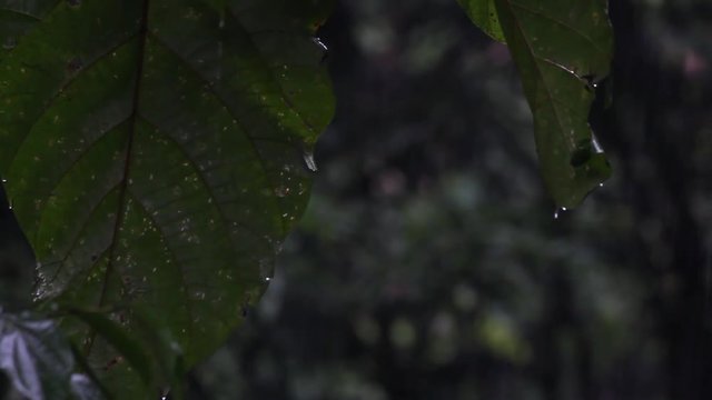It is raining in the rainforest, close-up