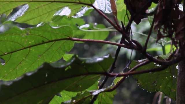 water drop, leaf, rainforest, Borneo