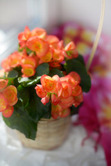 blooming begonia on the windowsill in the spring sun