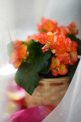 blooming begonia on the windowsill in the spring sun
