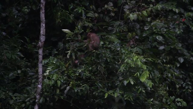 Two Macaque monkeys playing In Bushes Among Green Foliage, Malaysia
