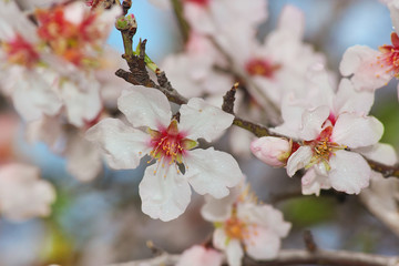 flowering almond tree branch in spring, dew drops on flowers