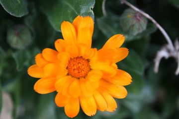 Obraz na płótnie Canvas orange flower just woke up, ready for spring