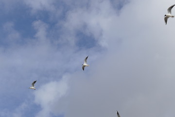 Mouettes rieuses en vol