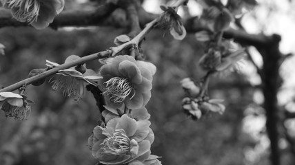 曇り空のしだれ梅 モノクロ 農業センター