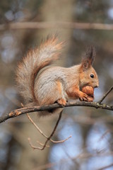 red squirrel