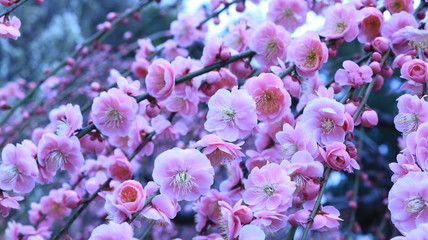 曇り空のしだれ梅 クールイメージ 農業センター