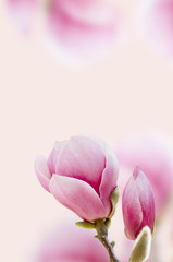 Fototapeta premium Beautiful pink magnolia flower blooming. Bright spring flower on a gentle pink background. Good for gift card.