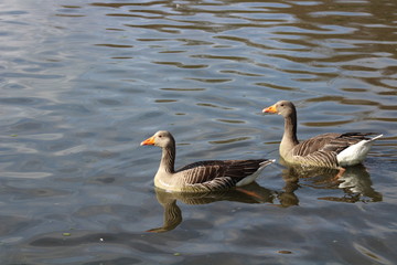 goose geese water bird