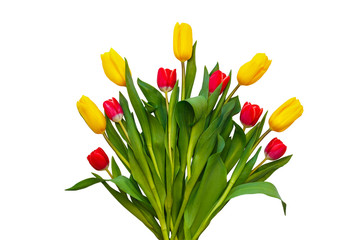 Yellow and red tulips on a white background