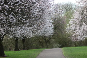 spring trees 