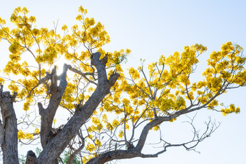ARBOL DE PRIMAVERA