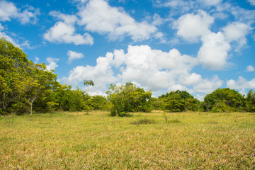 A view of the countryside of Itamaraca island - Pernambuco state, Brazil