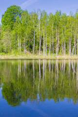 White thin birch trees grow along the forest lake in spring