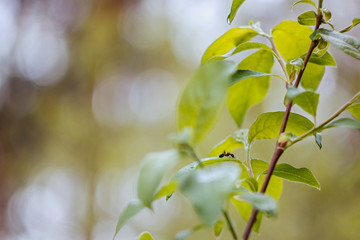 Black ants crawling on branch with green leaves