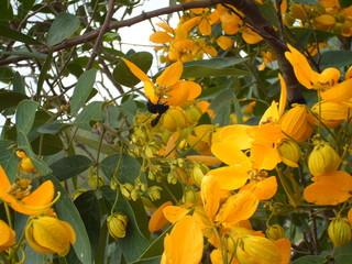 Yellow Flower With Bee