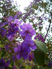 Purple Flower Tree
