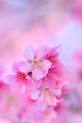 Fototapeta premium Pink leaf