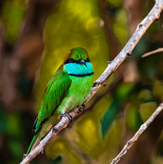 Sri Lanka - Yala NP - Green Bee Eater