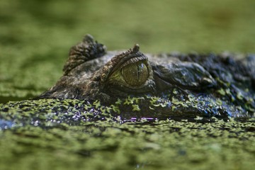 crocodile eye close up swimming in water waiting for prey