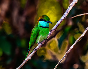 Sri Lanka - Yala NP - Green Bee Eater