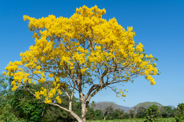ARBOL DE PRIMAVERA