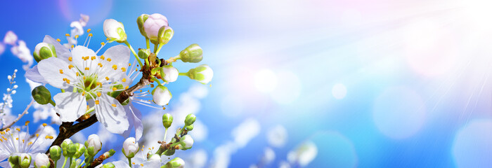 Fototapeta na wymiar Blooming In Spring - Almond Blossoms In Sunny Sky