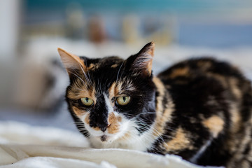 Black and White Calico Cat