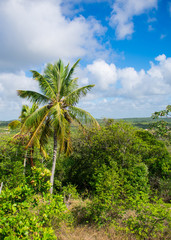 Fototapeta na wymiar Coconut trees in the countryside of Itamaraca island - Pernambuco state, Brazil