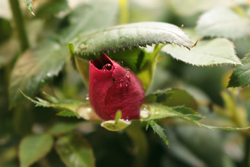 red rose with water drops
