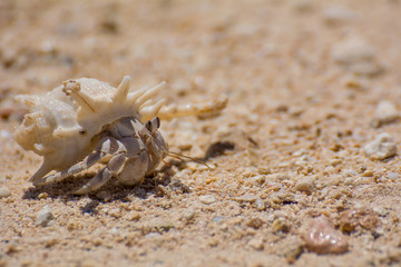  Hermit Crab (Hermit Crab) is a lay name for several groups of decimal crustaceans from Anomura. These include marine, semi-terrestrial and downright terrestrial species. Typical for marine species is
