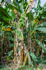 banana tree 