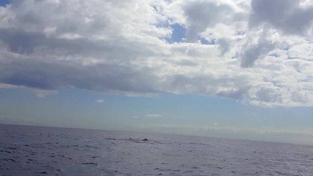 Humpback Whales (Megaptera novaeangliae) swim in Vitoria sea. Slow movements. Gray day. Image in Espirito Santo, Brazil. 
